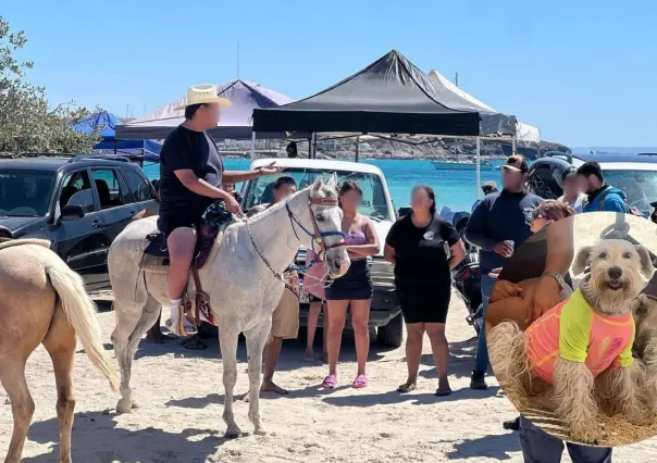 Caballos en Pichilingue hirieron a un perro mientras daban paseos ilegales