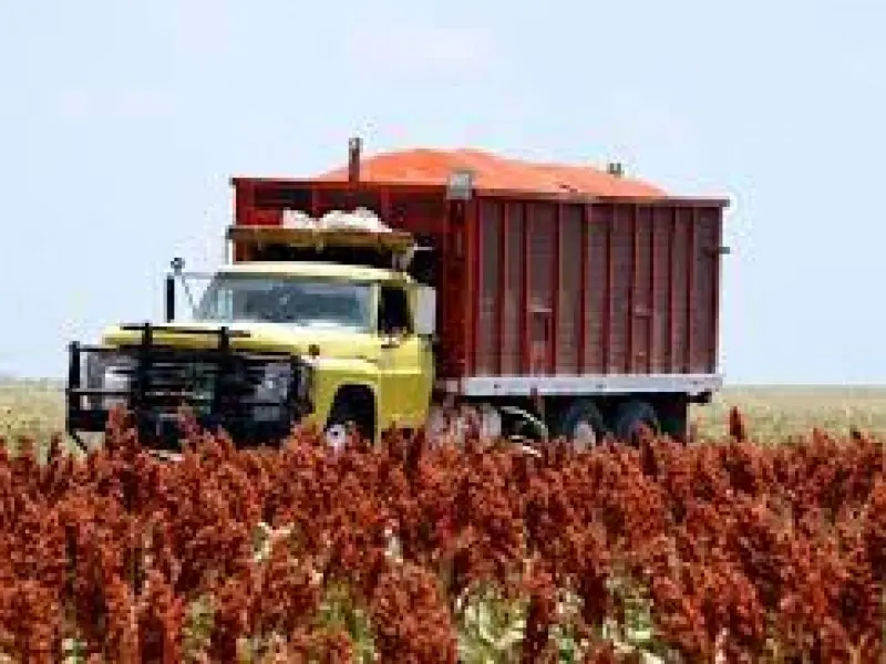 Sorgo. Foto: SADER
