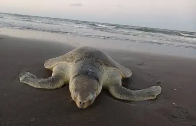 ¿Cuántos huevos de tortuga lora están bajo resguardo esta temporada?