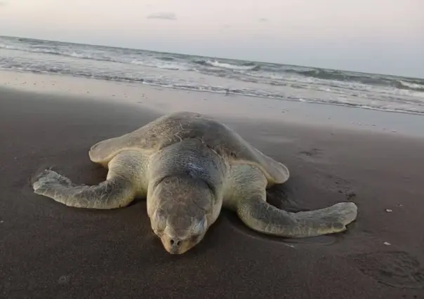 ¿Cuántos huevos de tortuga lora están bajo resguardo esta temporada?