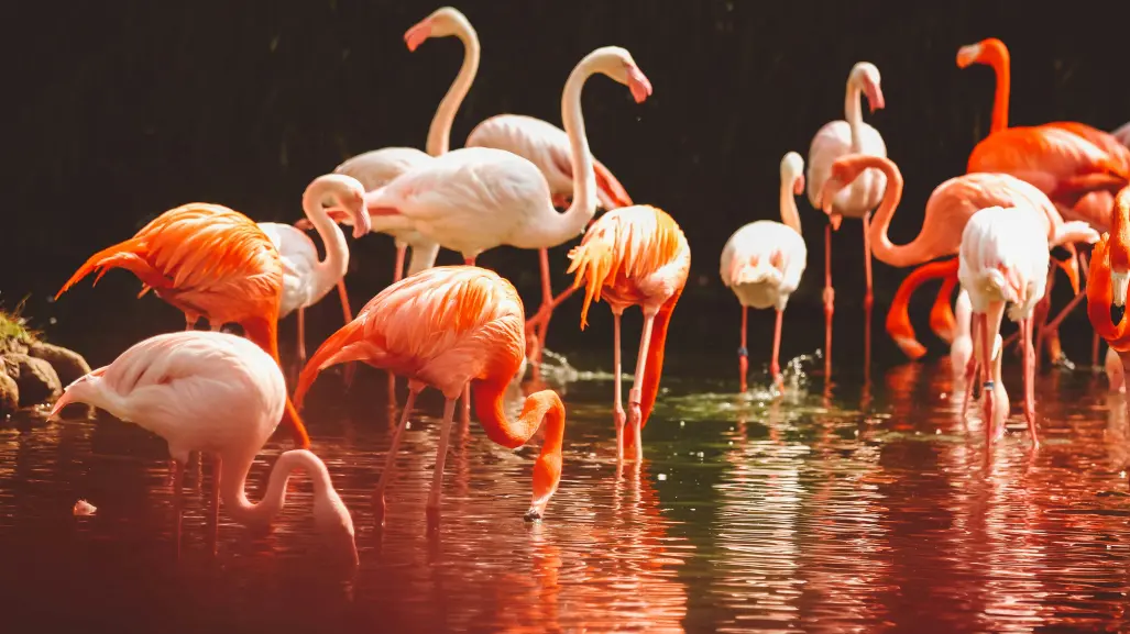 3 datos curiosos sobre los flamencos rosados de Yucatán