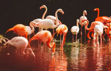 3 datos curiosos sobre los flamencos rosados de Yucatán