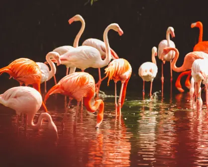 3 datos curiosos sobre los flamencos rosados de Yucatán
