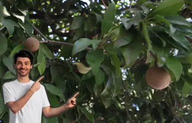 Este es el árbol nativo de Nuevo León que con su fruto se puede producir chicle natural