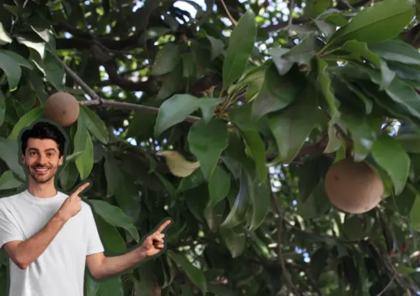 Este es el árbol nativo de Nuevo León que con su fruto se puede producir chicle natural