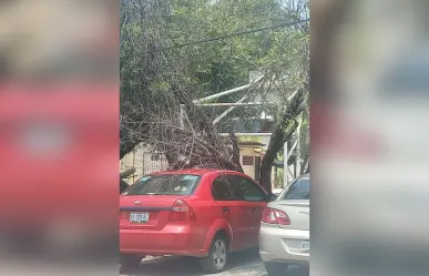 Árbol cae sobre carro estacionado frente al Hospital del ISSSTE Victoria