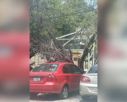 Árbol cae sobre carro estacionado frente al Hospital del ISSSTE Victoria