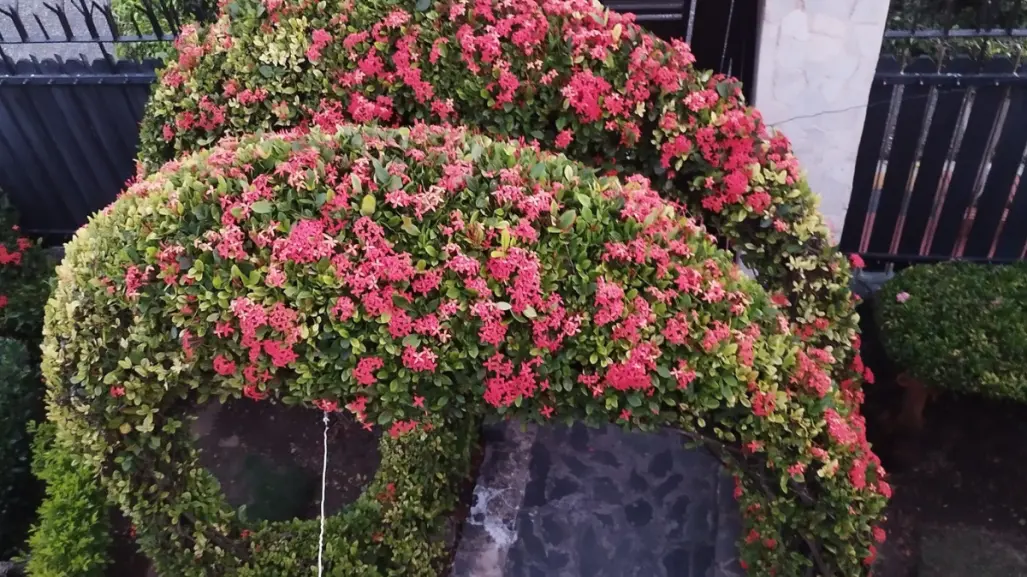 ¡No es solo decoración! Esta planta medicinal también ayuda con el reumatismo
