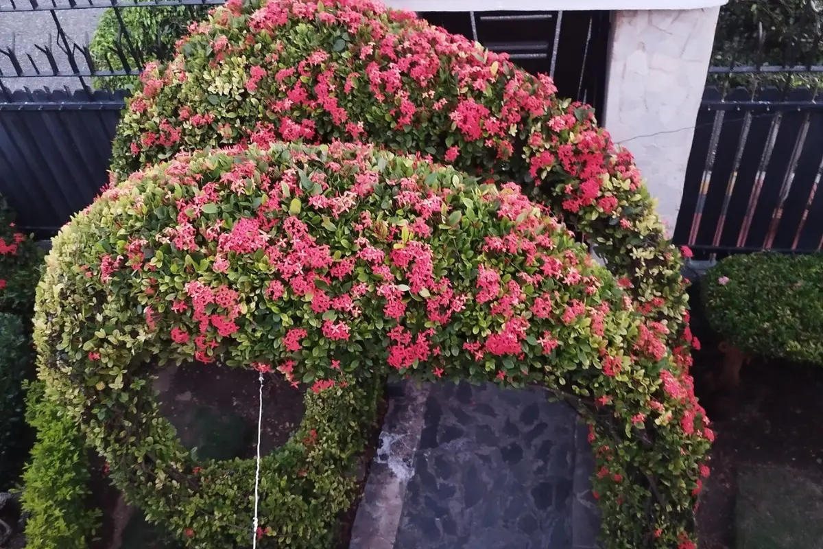 La planta Coralillo tiene múltiples beneficios medicinales, pero también es utilizada para decoración. Foto: FB Pascual Peguero