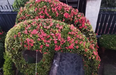 ¡No es solo decoración! Esta planta medicinal también ayuda con el reumatismo