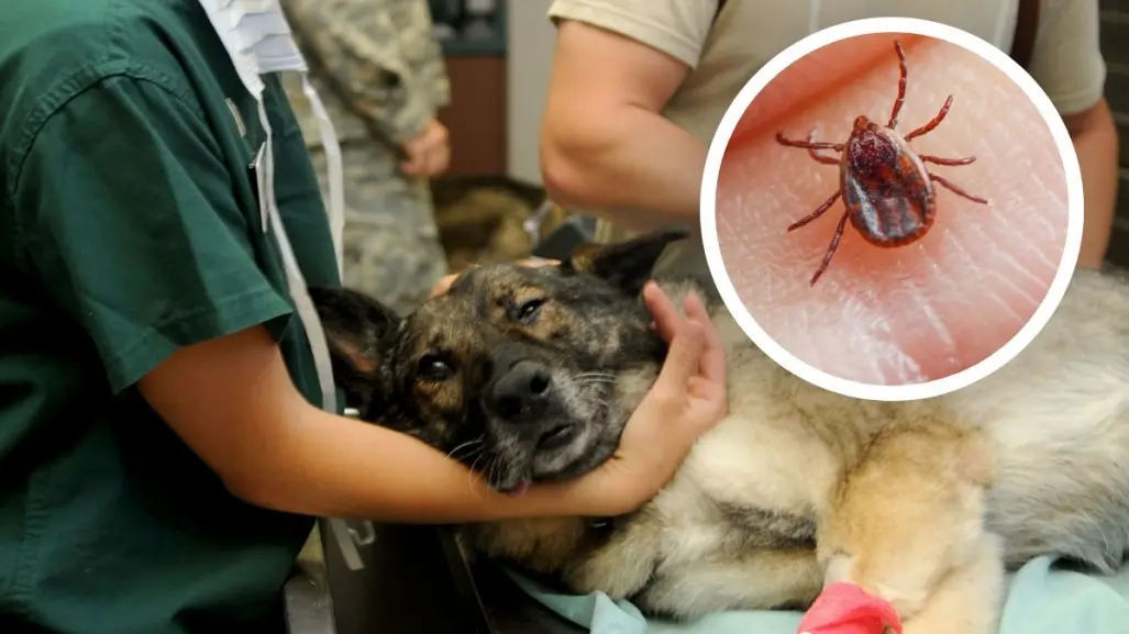 Acuña combate la rickettsiosis con servicios veterinarios GRATIS 