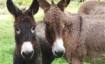 Todo lo que podrás ver en la Feria Nacional del Burro 2025 Todo lo que podrás ver en la Feria Nacional del Burro 2025