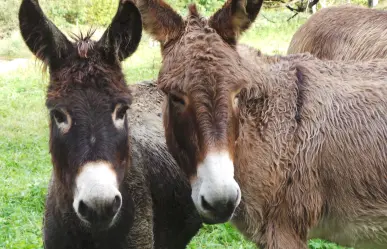 Todo lo que podrás ver en la Feria Nacional del Burro 2025