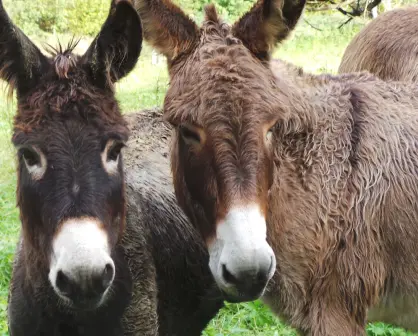 Todo lo que podrás ver en la Feria Nacional del Burro 2025
