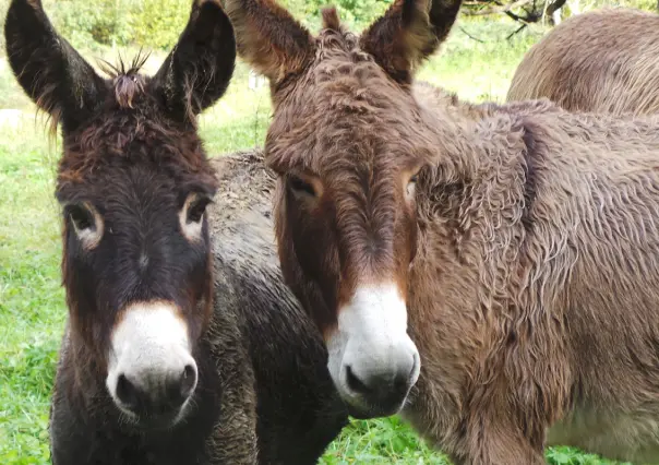 Todo lo que podrás ver en la Feria Nacional del Burro 2025