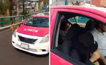 VIDEO | Corrió tras ellos: lomito persigue taxi tras ser aparentemente abandonado en la CDMX