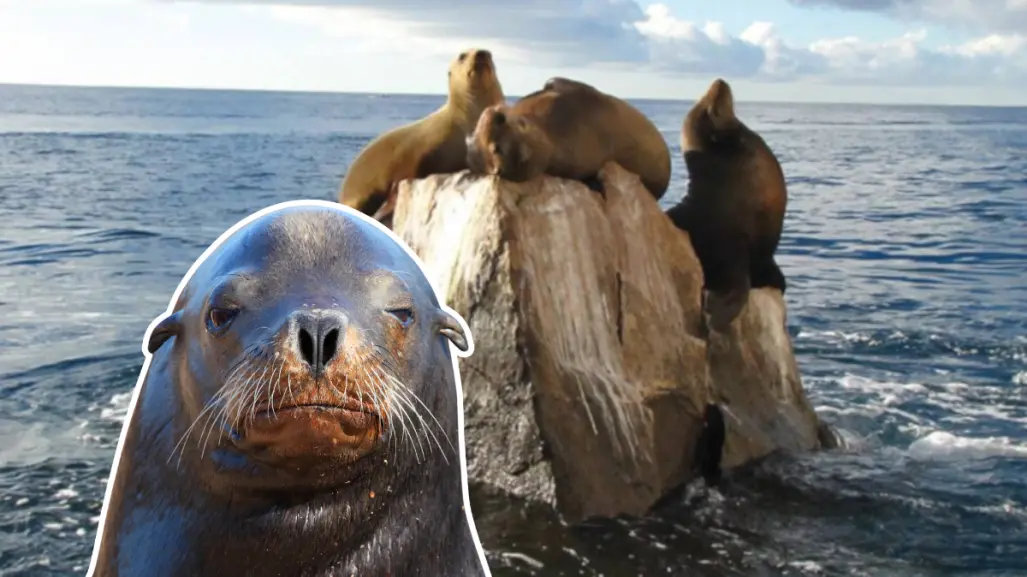 Mira las 5 fotos más divertidas de Pancho, el lobo marino más famoso de Cabo San Lucas
