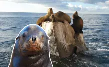 Mira las 5 fotos más divertidas de Pancho, el lobo marino más famoso de Cabo San Lucas