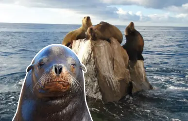 Mira las 5 fotos más divertidas de Pancho, el lobo marino más famoso de Cabo San Lucas