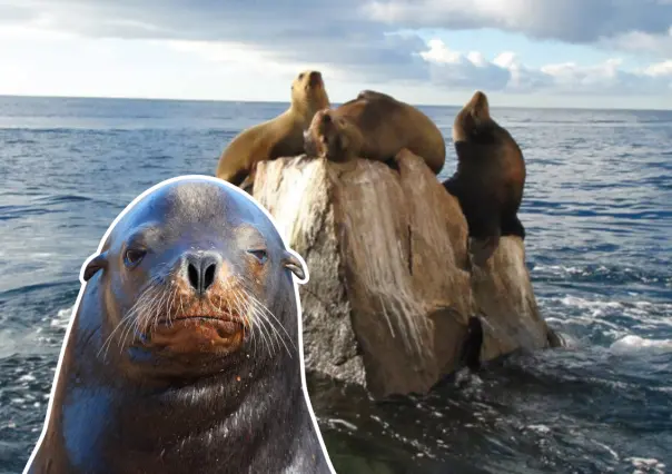 Mira las 5 fotos más divertidas de Pancho, el lobo marino más famoso de Cabo San Lucas