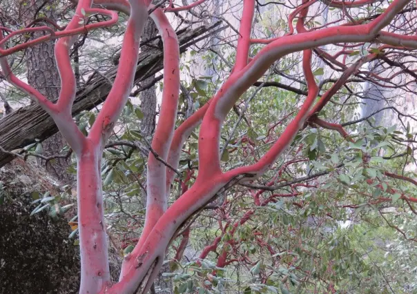 El árbol del bosque de Durango, característico por su tronco rojo