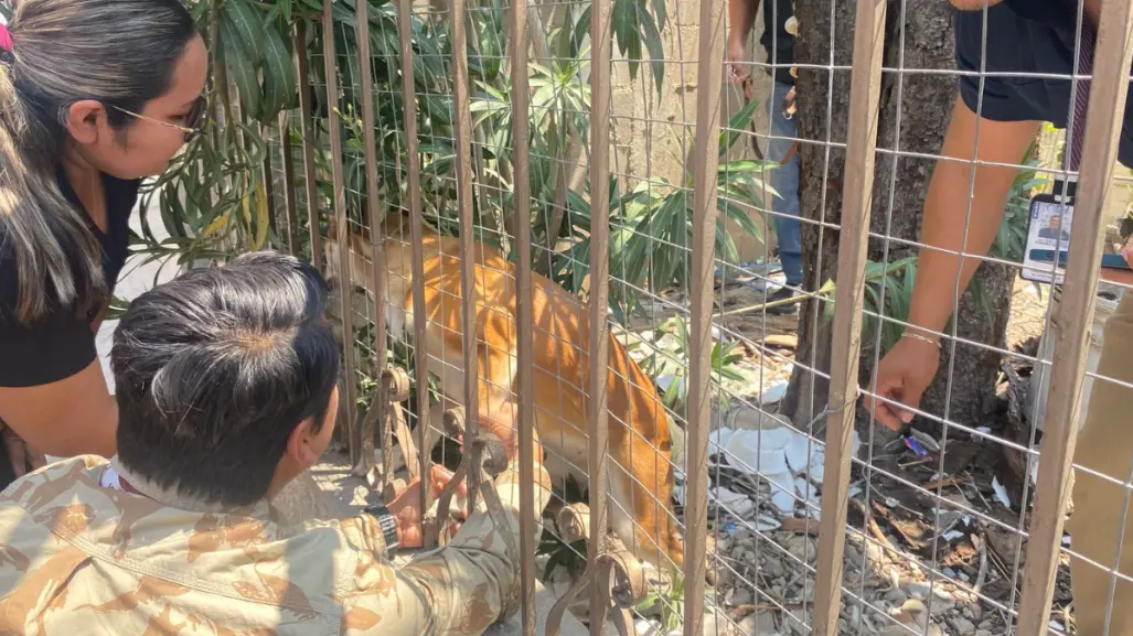 Otro caso de maltrato animal; Fiscalía rescata a dos perritas abandonadas en Ciudad Victoria