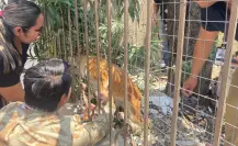 Otro caso de maltrato animal; Fiscalía rescata a dos perritas abandonadas en Ciudad Victoria