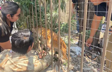 Otro caso de maltrato animal; Fiscalía rescata a dos perritas abandonadas en Ciudad Victoria
