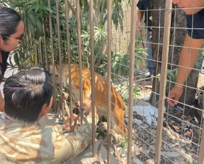 Otro caso de maltrato animal; Fiscalía rescata a dos perritas abandonadas en Ciudad Victoria