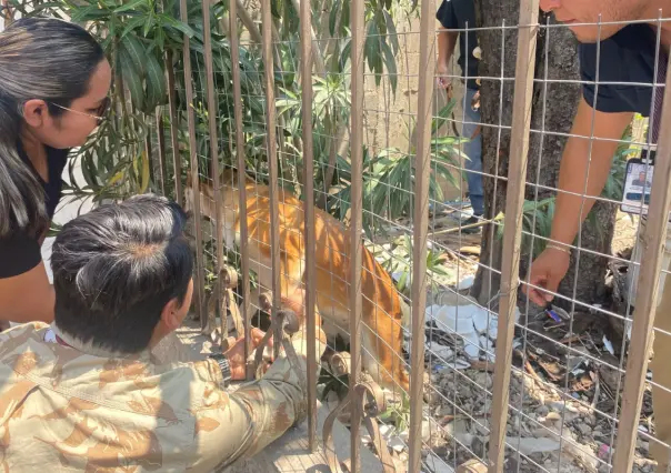 Otro caso de maltrato animal; Fiscalía rescata a dos perritas abandonadas en Ciudad Victoria