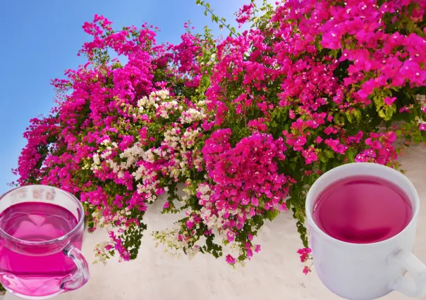 ¡Muy efectivo! El té de esta planta decorativa alivia la tos, fiebre alta y las flemas