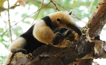 Estos son 3 de los animales más sorprendentes que habitan en Tamaulipas