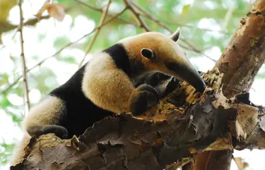 Estos son 3 de los animales más sorprendentes que habitan en Tamaulipas