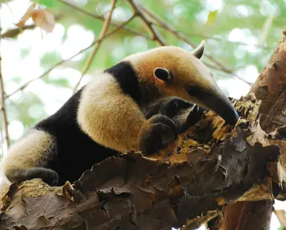 Estos son 3 de los animales más sorprendentes que habitan en Tamaulipas