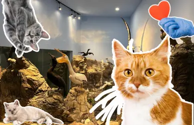 ¿No has esterilizado a tu gato? Musave inicia programa de esterilización al 2x1