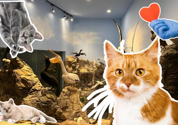 ¿No has esterilizado a tu gato? Musave inicia programa de esterilización al 2x1