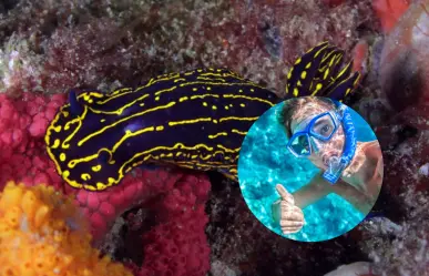 Snorkel en la bahía de La Paz, el acuario del mundo