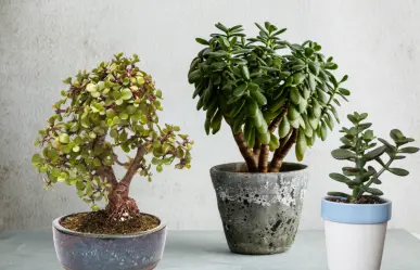 ¿Tienes un Árbol de Jade? Evita ponerlo en estos lugares de tu hogar