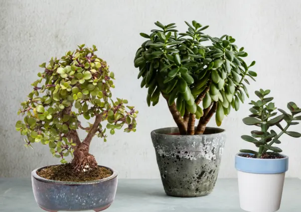 ¿Tienes un Árbol de Jade? Evita ponerlo en estos lugares de tu hogar