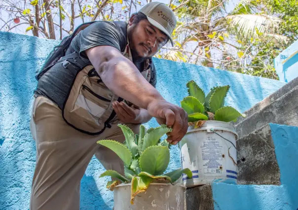 Yucatán certifica 4 espacios libres de criaderos de mosquitos en Sucilá