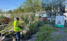 Un bosque en casa: ¿Cómo busca Nuevo León reverdecer sus ciudades?