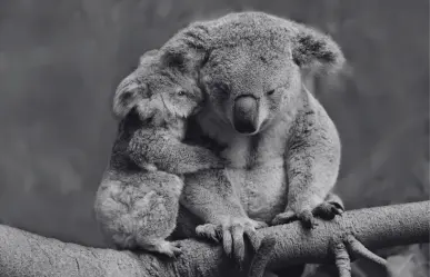 Australia sacrifica a 700 koalas disparándoles desde helicópteros