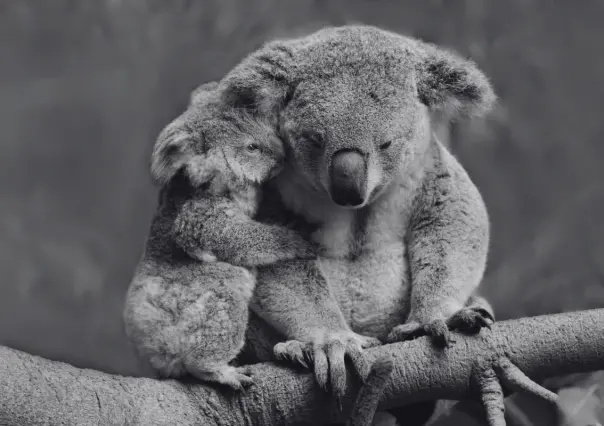 Australia sacrifica a 700 koalas dispar&aacute;ndoles desde helic&oacute;pteros