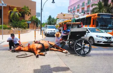 ¿Maltrato animal en nombre del turismo? El caso de las calesas en Mérida