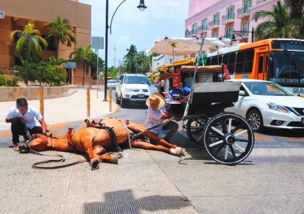 ¿Maltrato animal en nombre del turismo? El caso de las calesas en Mérida
