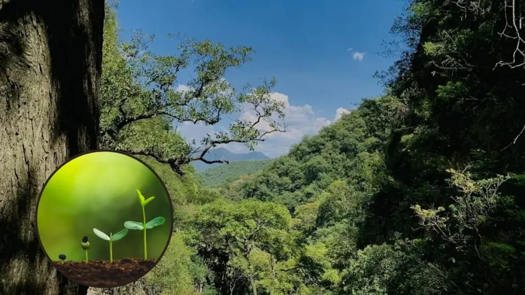 Estas son las plantas y árboles nativos de Nuevo León que puedes encontrar en el Cañón de la Virgen
