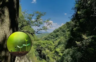 Estas son las plantas y árboles nativos de Nuevo León que puedes encontrar en el Cañón de la Virgen