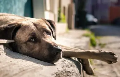¿Cómo puedes denunciar maltrato animal en Tamaulipas? 