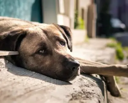 ¿Cómo puedes denunciar maltrato animal en Tamaulipas? 