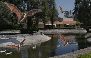 ¡Noche de murciélagos en Xochimilco! Conoce el precio, fecha, actividades y mucho más